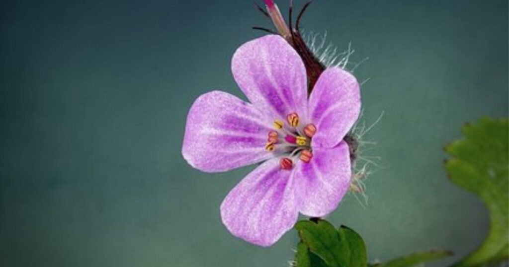 Foxglove Gumshoe: A Vital Component of Ecosystem Health